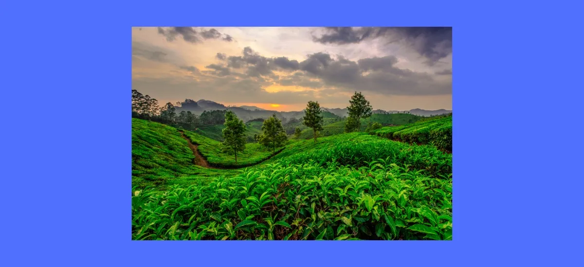 Kerala Family Tour Wayanad